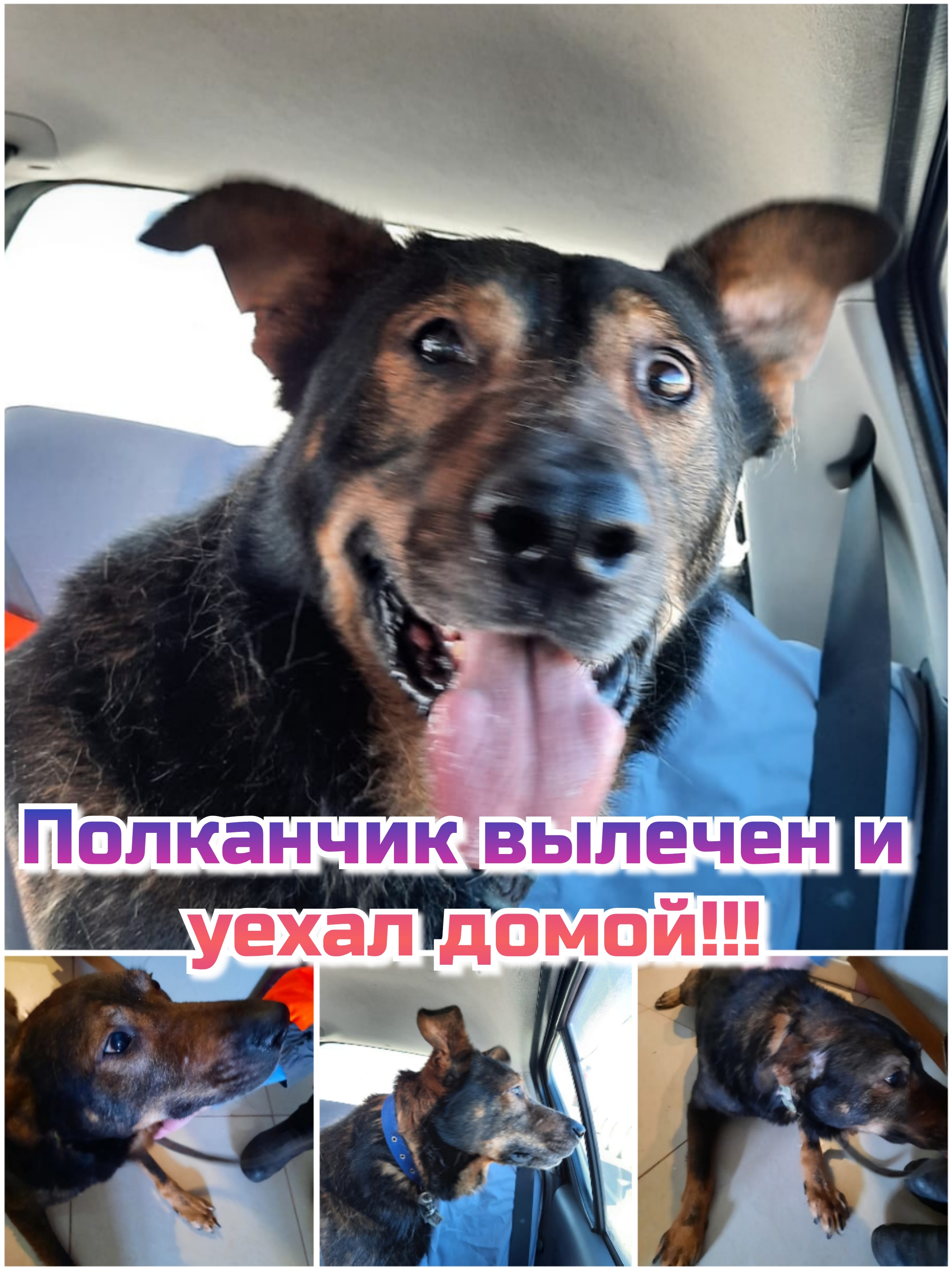 Полкан уехал домой!
