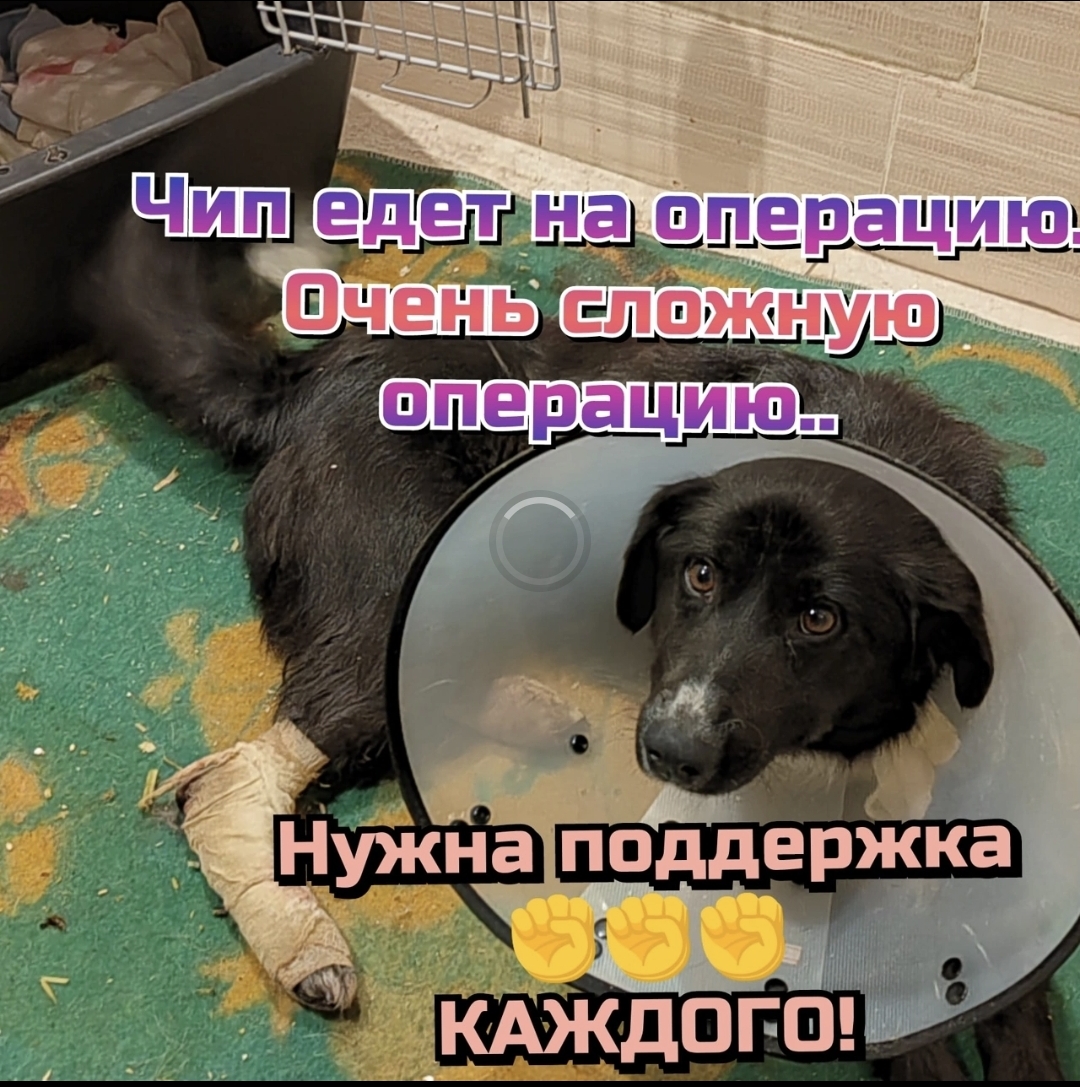 У Чипа раздроблены пальцы... Будем стараться сохранить лапу!